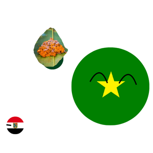 Posible Bandera huasteca.png